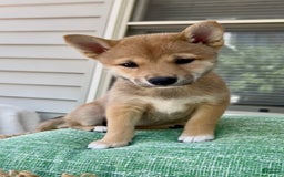 Shiba Inu dogs for sale: Juno - Image 1