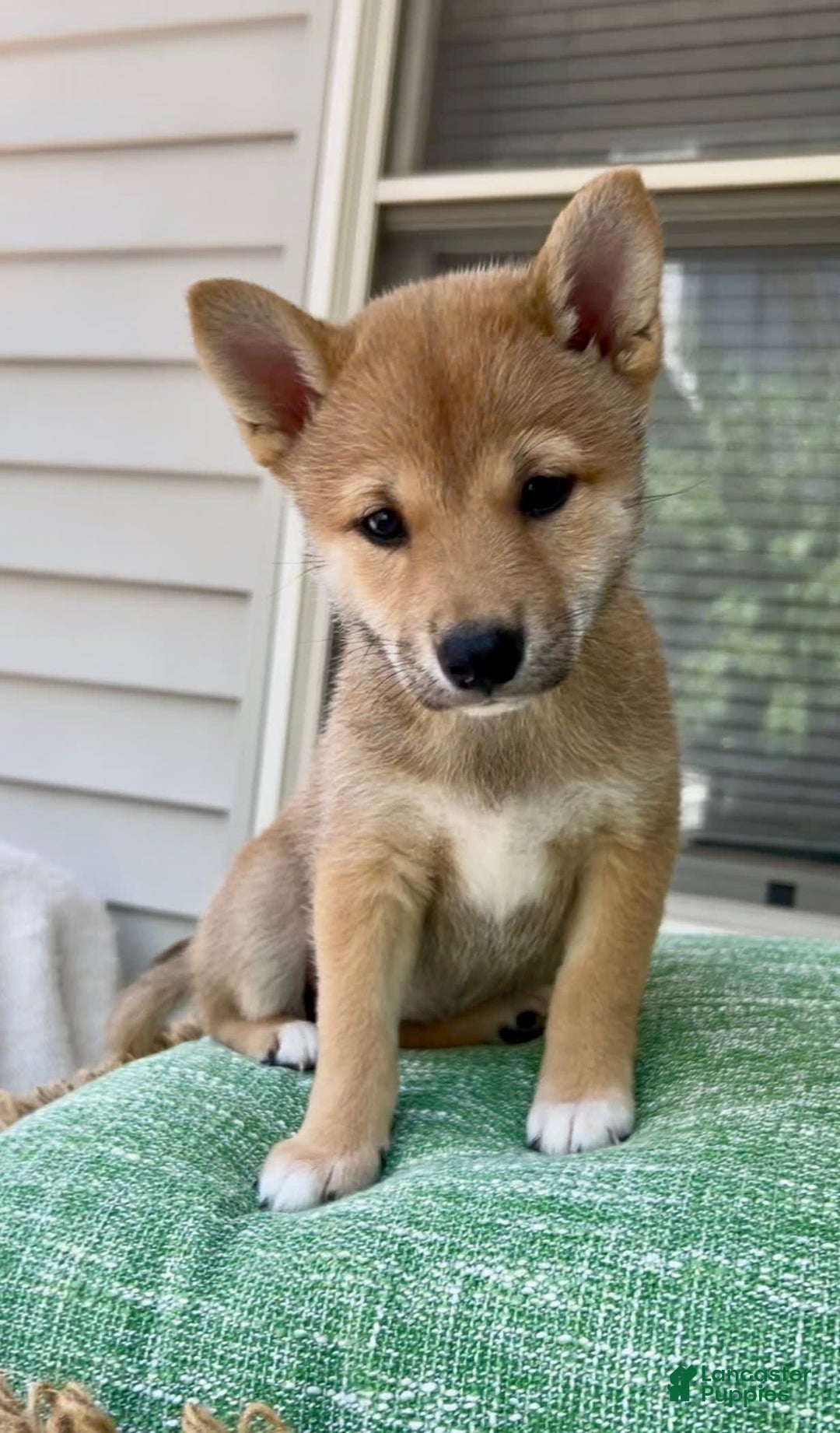 Shiba Inu dogs for sale: Juno - Image 1