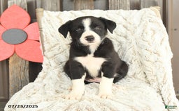 Border Collie dogs for sale: Nellie - Image 3