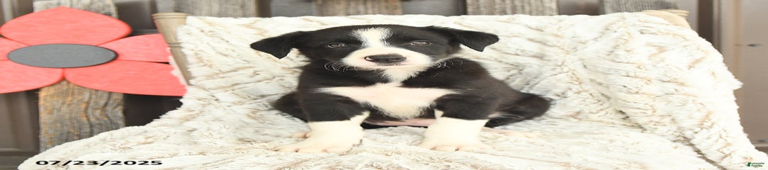 Nellie
