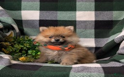 Pomeranian dogs for sale: Malik Genetic Testing 9 lbs Full Grown - Image 1