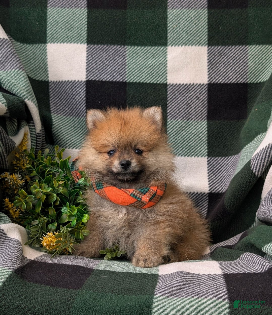 Pomeranian dogs for sale: Malik Genetic Testing 9 lbs Full Grown - Image 1