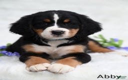 Bernese Mountain Dog dogs for sale: Abby - Image 1