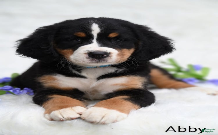 Bernese Mountain Dog dogs for sale - Ad 4