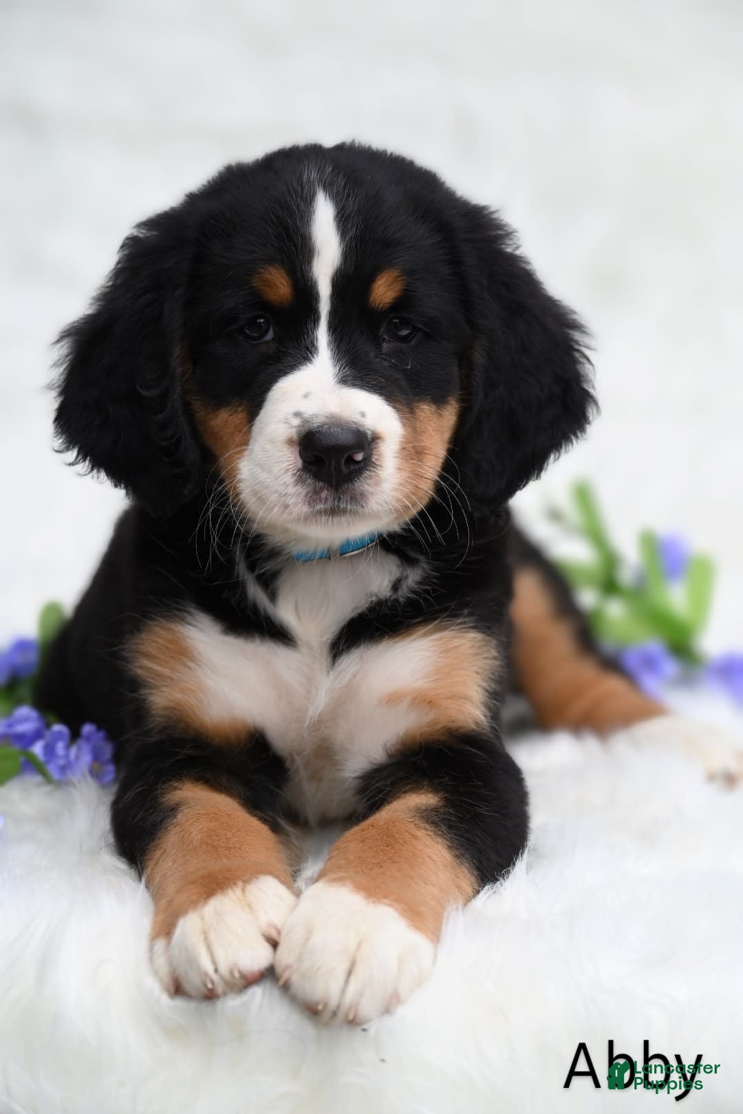 Bernese Mountain Dog dogs for sale: Abby - Image 1