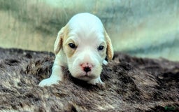 Cockapoo dogs for sale: Astrid - Image 16