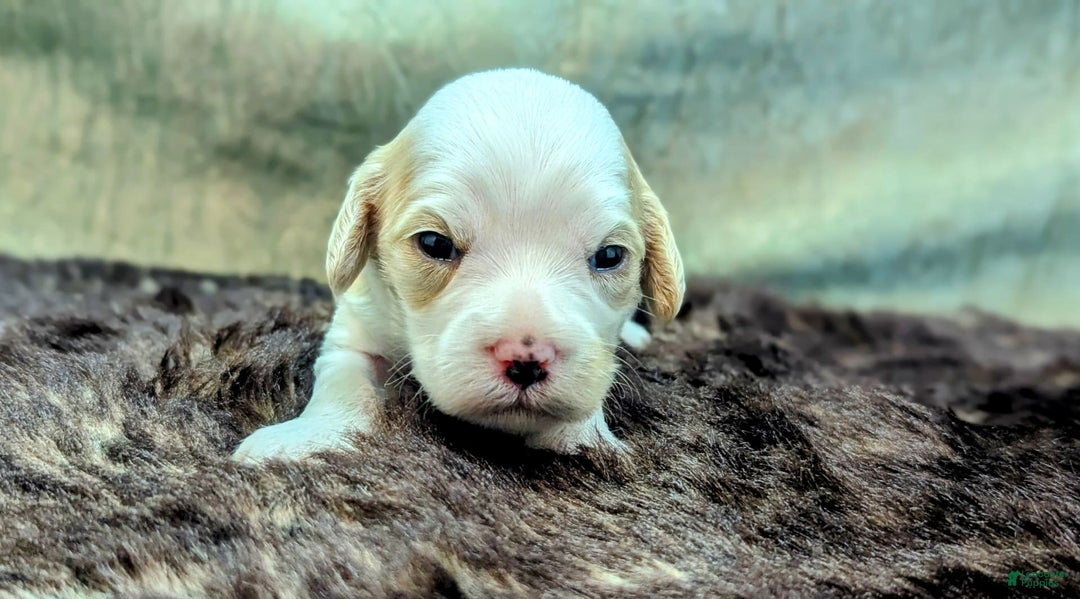 Cockapoo dogs for sale: Astrid - Image 16