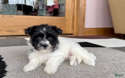 Havanese dogs for sale: Jared - Image 9