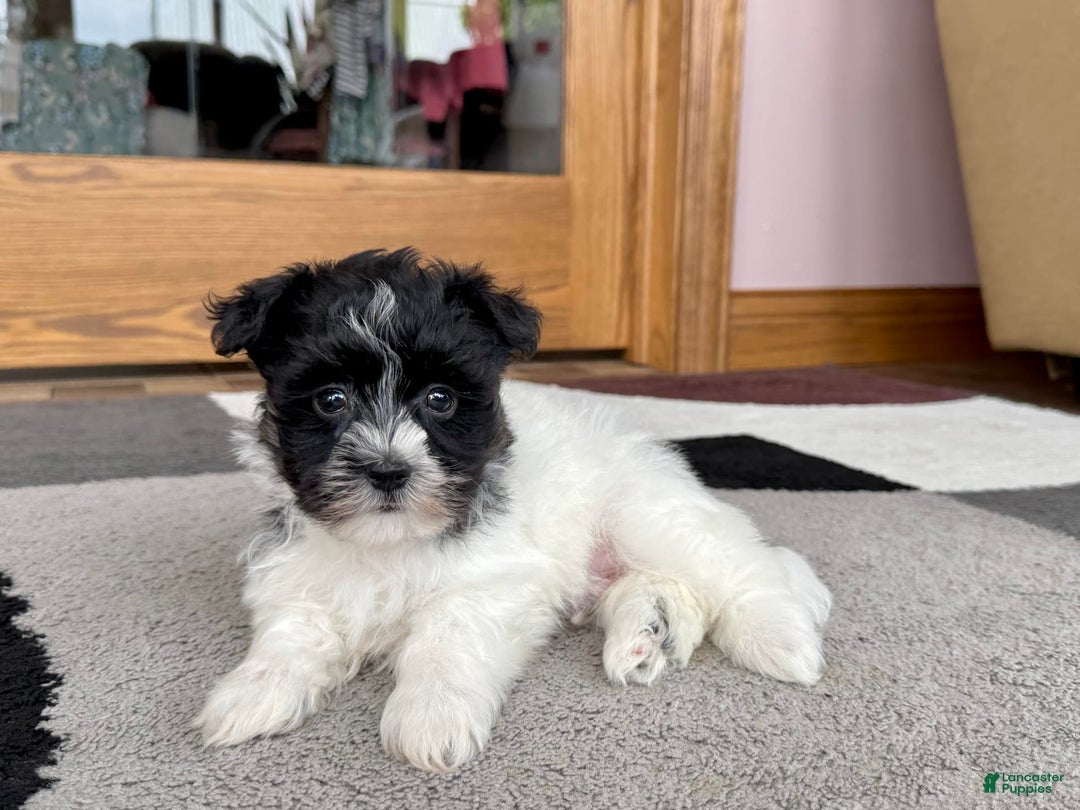 Havanese dogs for sale: Jared - Image 9