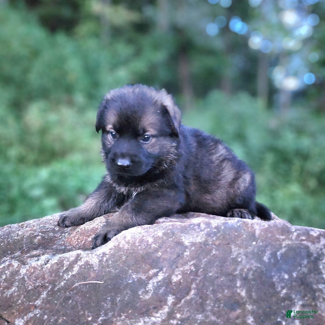 German Shepherd dogs for sale: Kora - Image 9