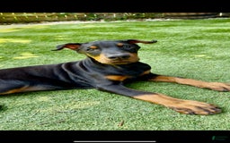 Doberman Pinscher dogs for sale: Jet Euro Championship Line Doberman - Image 6