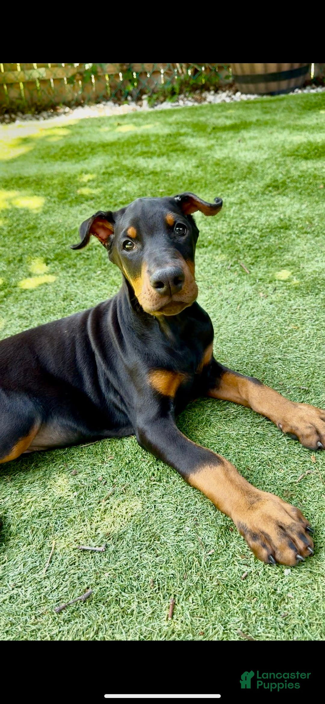 Doberman Pinscher dogs for sale: Jet Euro Championship Line Doberman - Image 6