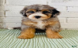Bernedoodle dogs for sale: Annabel - Image 6