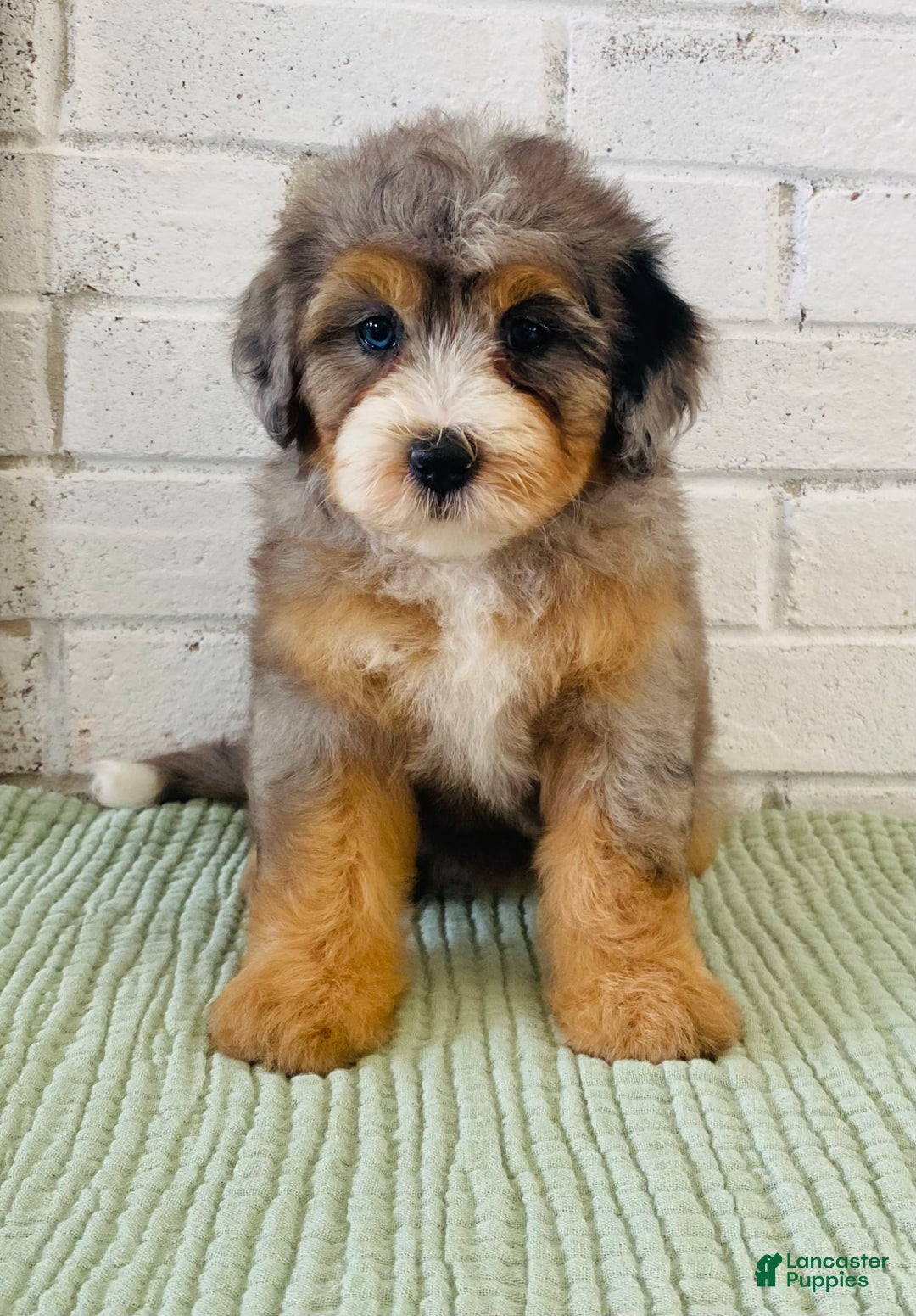 Bernedoodle dogs for sale: Annabel - Image 6