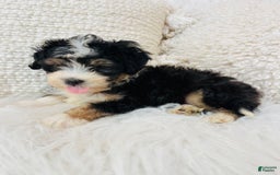Mini Bernedoodle dogs for sale: Banana Split - Image 3