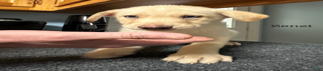 Zenzi