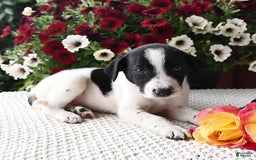 Border Collie dogs for sale: Ruger - Image 2