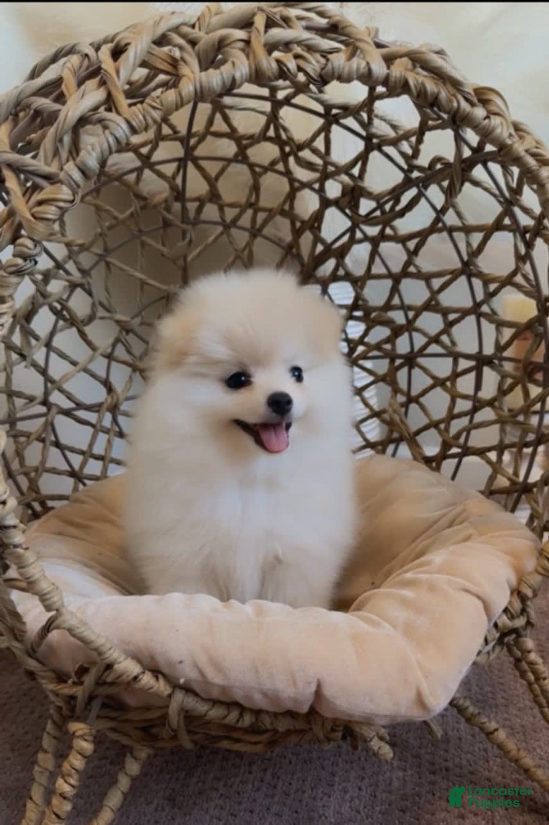 Pomeranian dogs for sale: Bella - Image 1