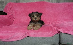 Yorkshire Terrier dogs for sale: Tank - Image 3