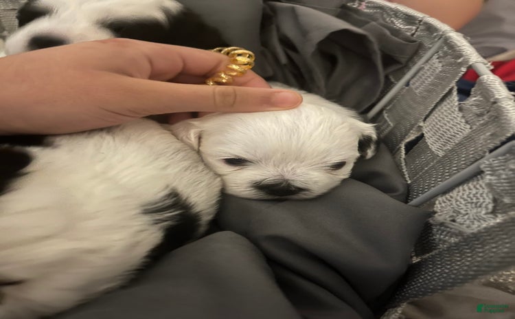 Shihpoo dogs for sale - Ad 1