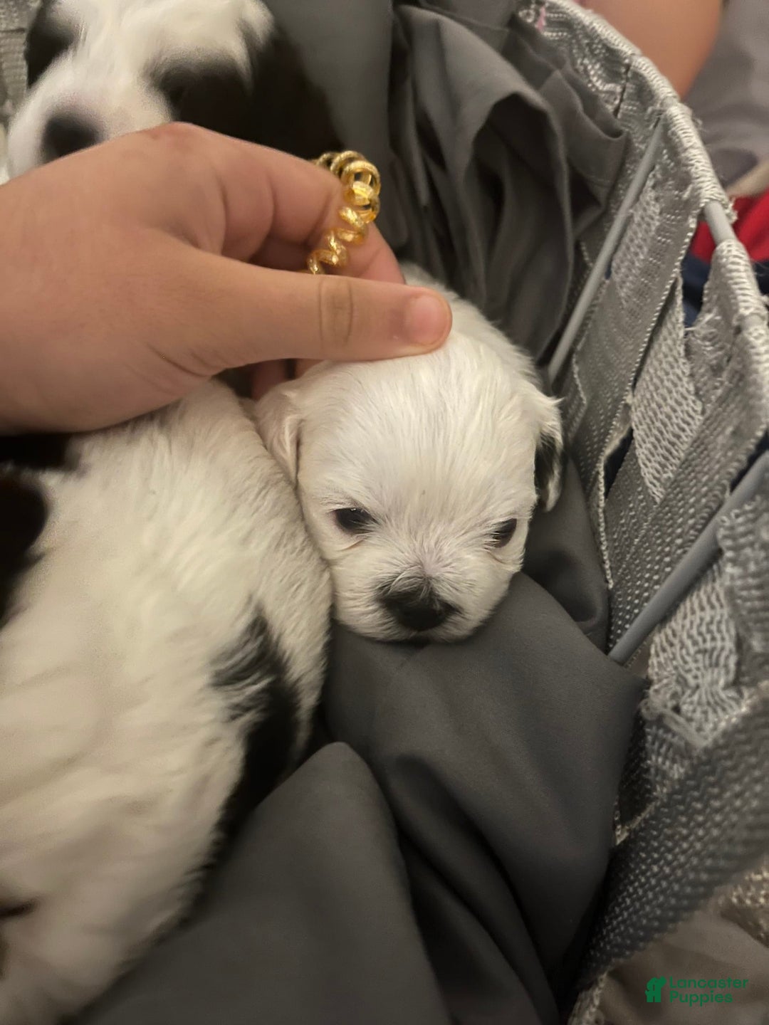 Shihpoo dogs for sale: Jekally - Image 1