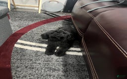 Mini Goldendoodle dogs for sale: Jet - Image 2