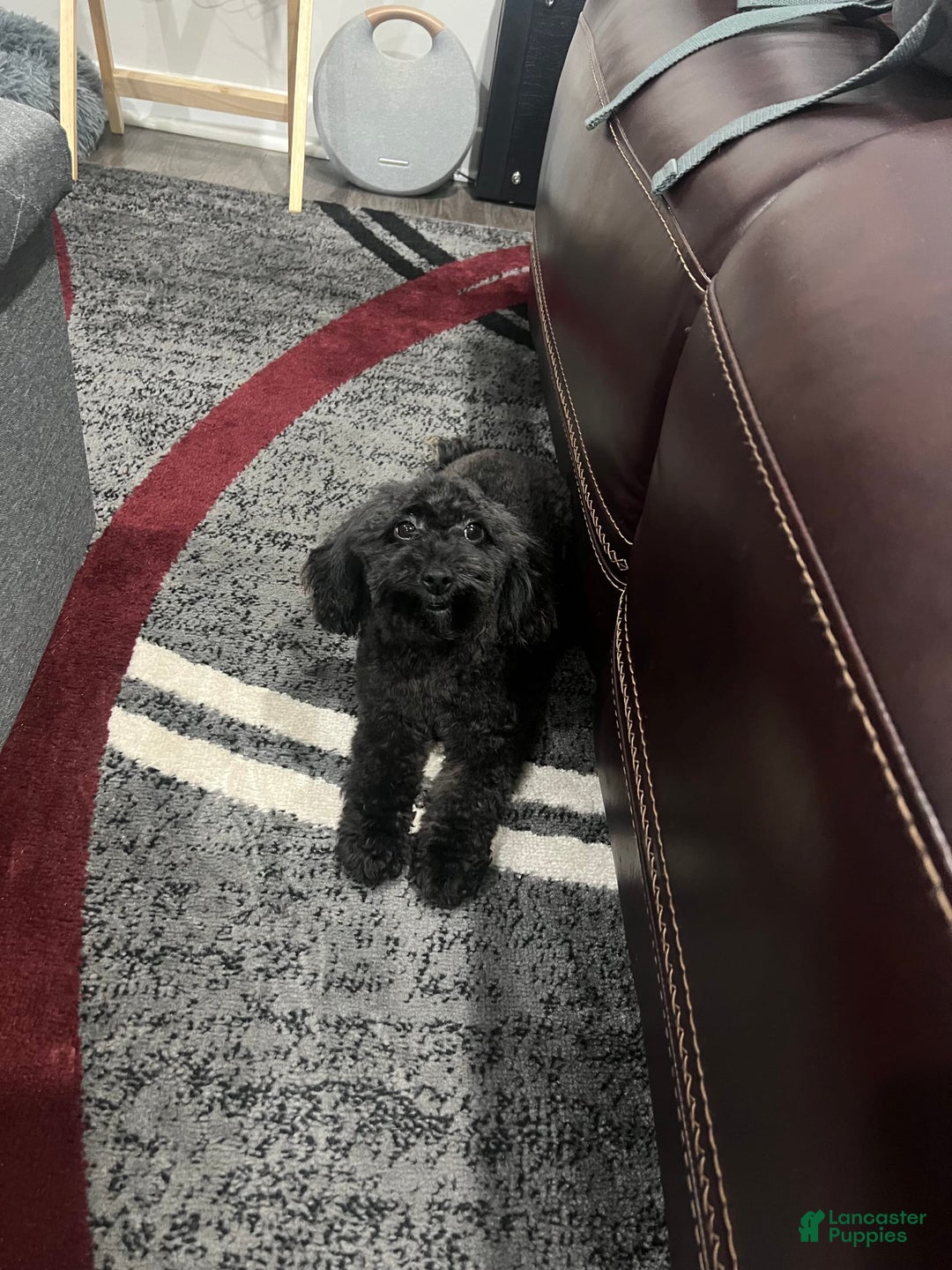 Mini Goldendoodle dogs for sale: Jet - Image 2