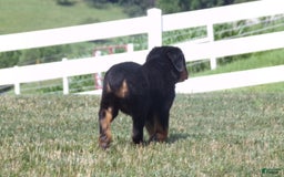 Rottweiler dogs for sale: Lavender - Image 3