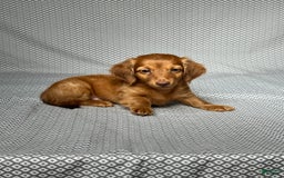 Miniature Dachshund dogs for sale: Kevin - Image 5
