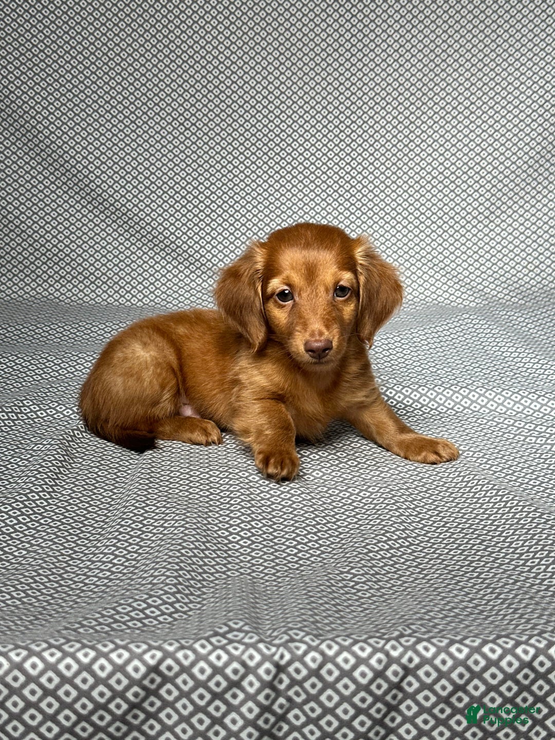 Miniature Dachshund dogs for sale: Kevin - Image 5
