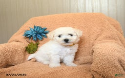 Bichon Frise dogs for sale: Kevin - Image 1