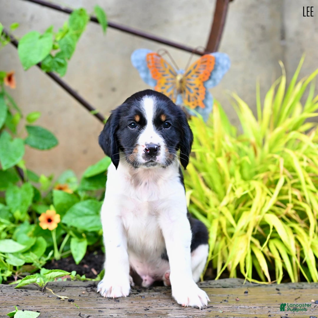 English Springer Spaniel dogs for sale: Lee - Image 4