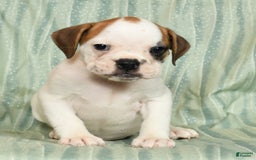 Beabull dogs for sale: Katie - Image 4