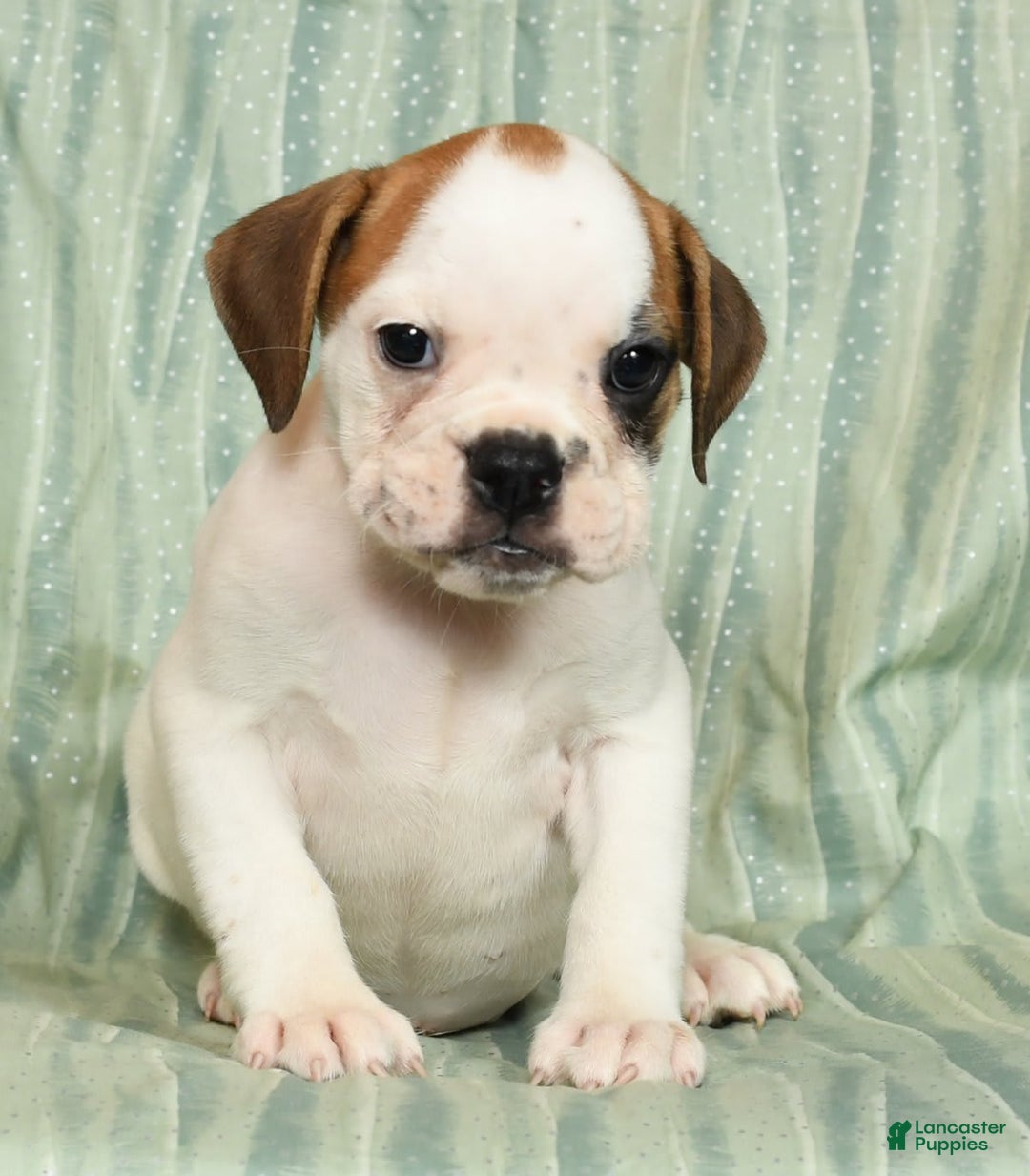Beabull dogs for sale: Katie - Image 4