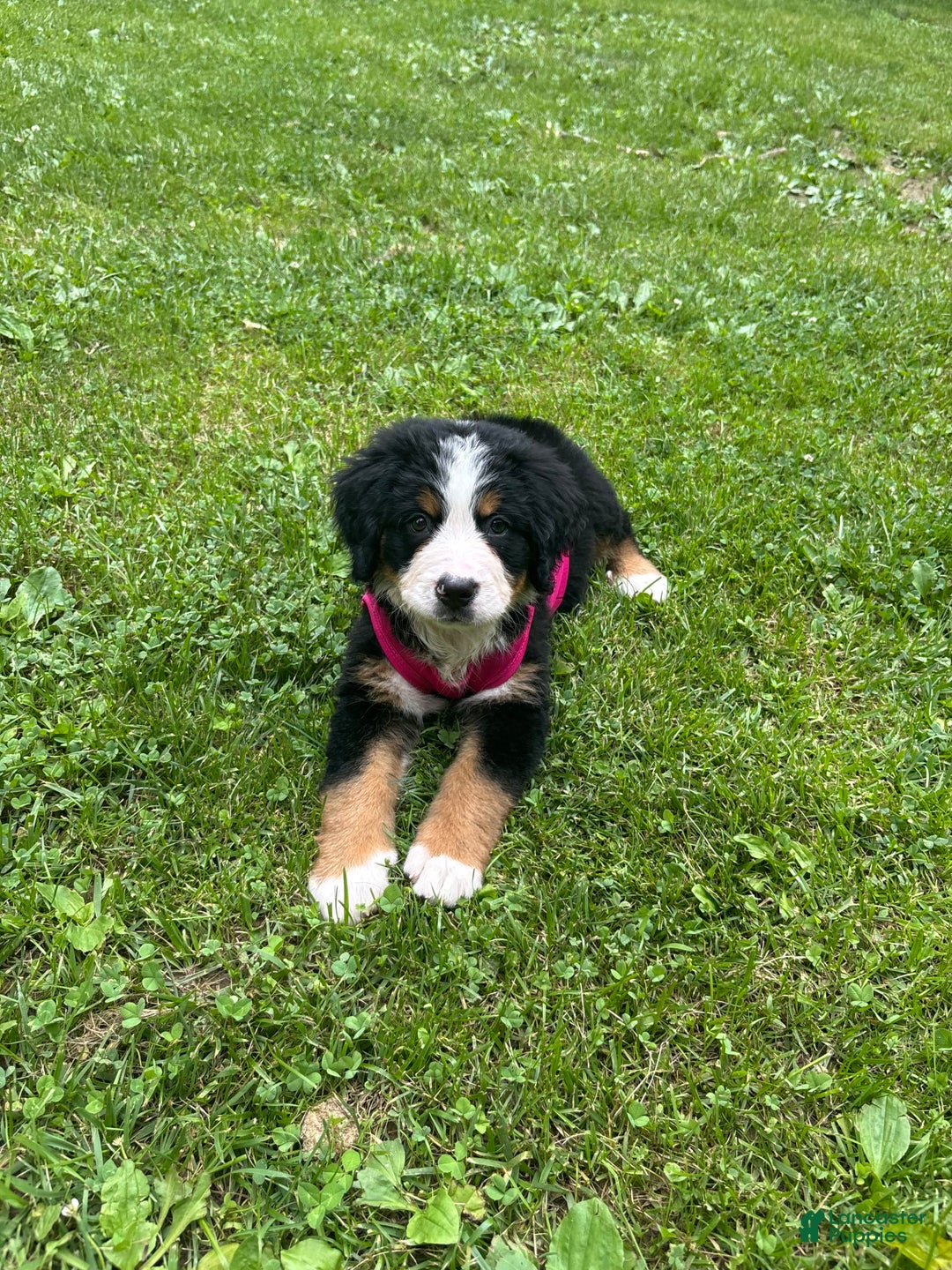 Bernese Mountain Dog dogs for sale: Dolly P - Listing for pets: Dolly P, Cash, Mae bear, Morgan, Hunter, Warren - Image 3