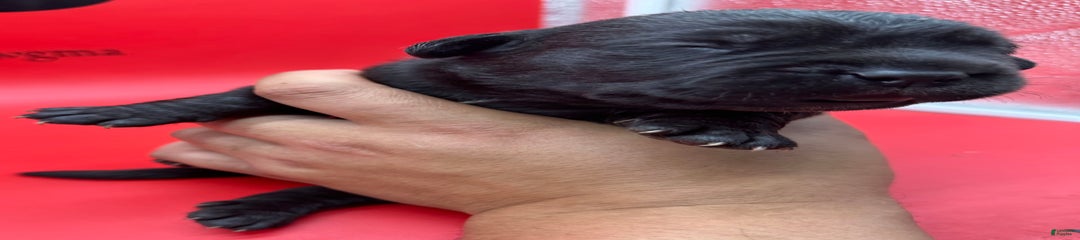 Iccf Oynx