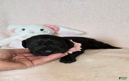 Great Dane dogs for sale: Onyx - Image 9