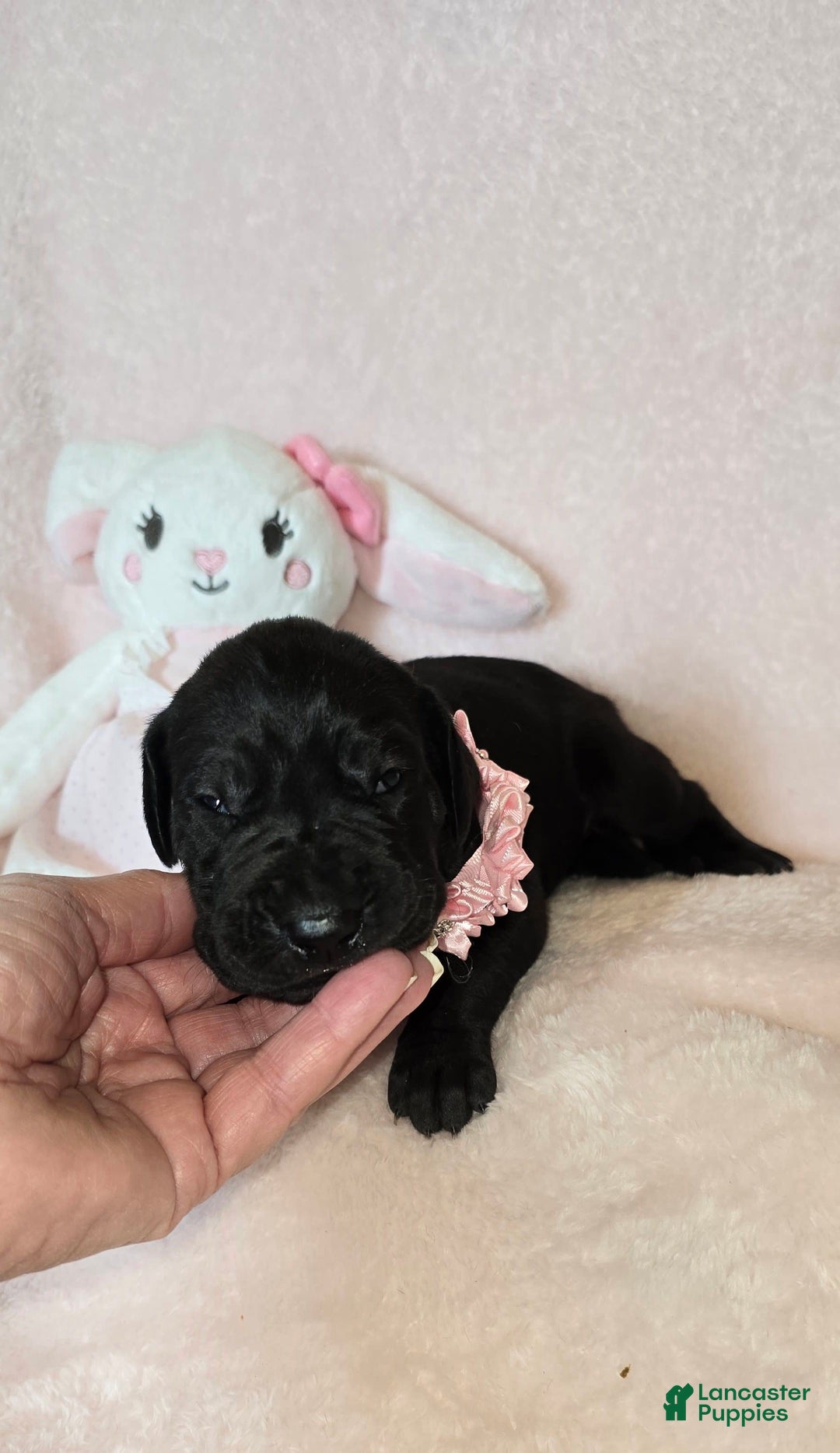 Great Dane dogs for sale: Onyx - Image 9