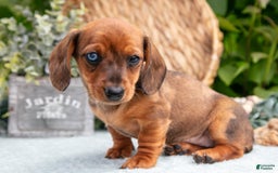 Miniature Dachshund dogs for sale: Garnet - Image 5