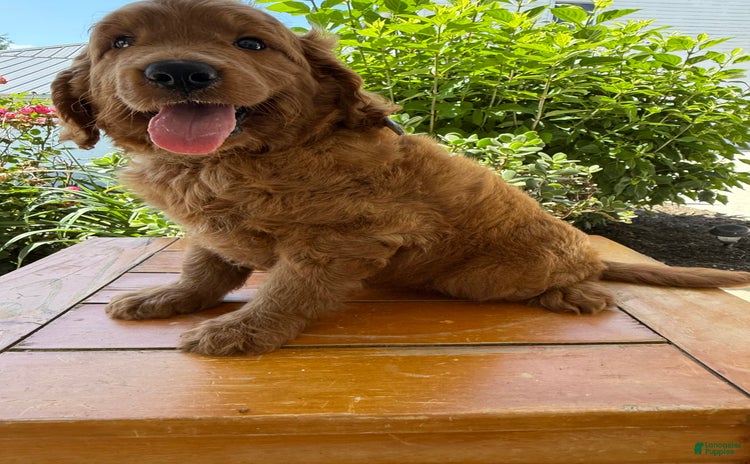 Goldendoodle dogs for sale - Ad 1