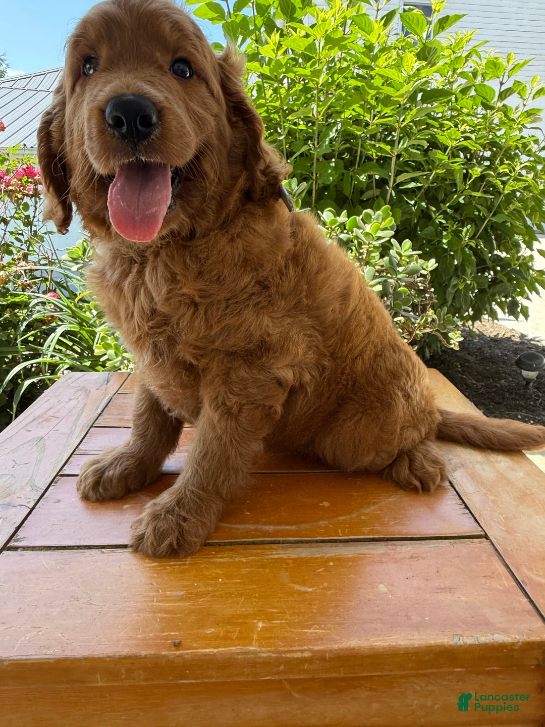 Goldendoodle dogs for sale: Victor - Image 1