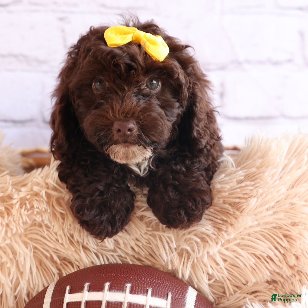 Cockapoo dogs for sale: Bess - Image 14