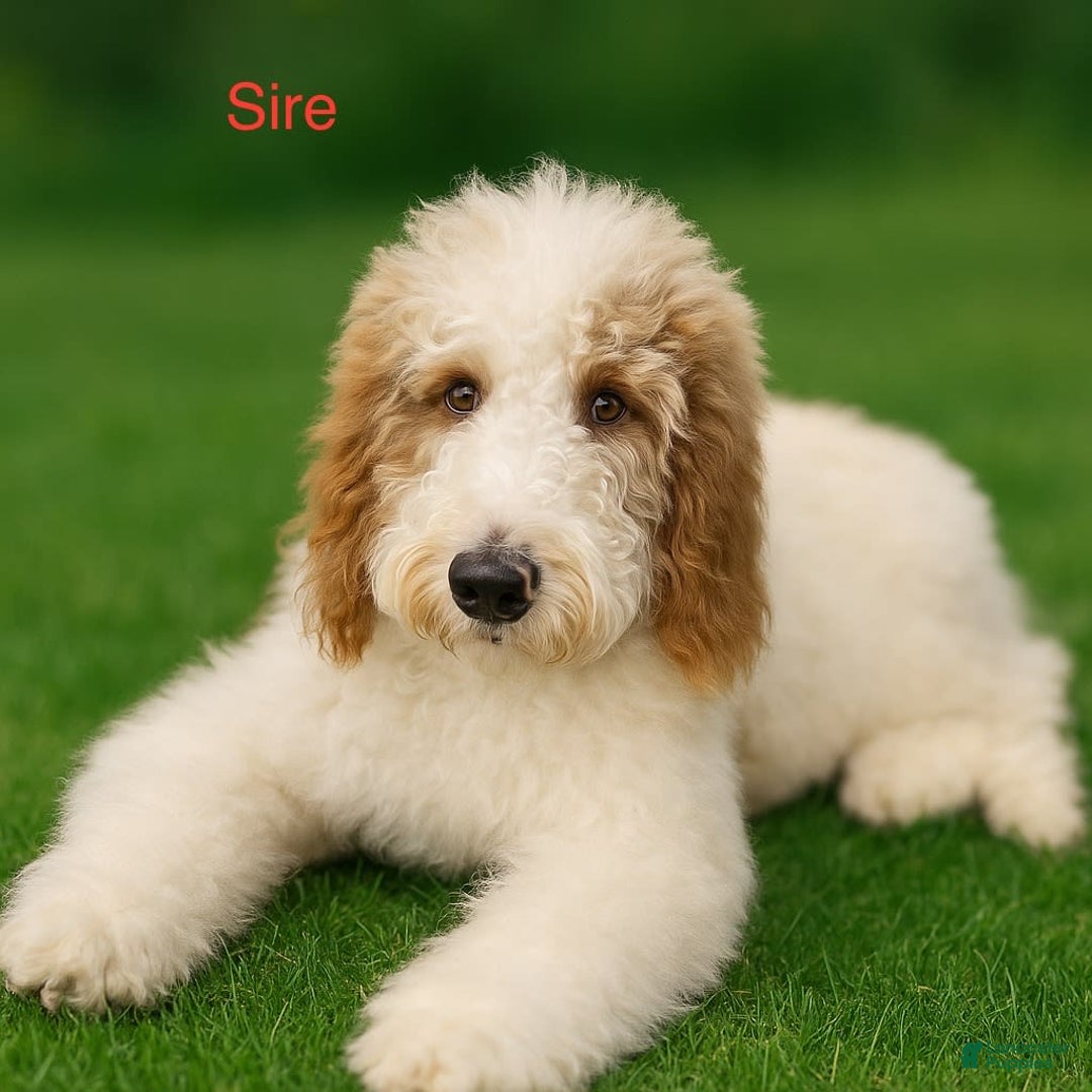 Saint Berdoodles dogs for sale: Missy - Image 13