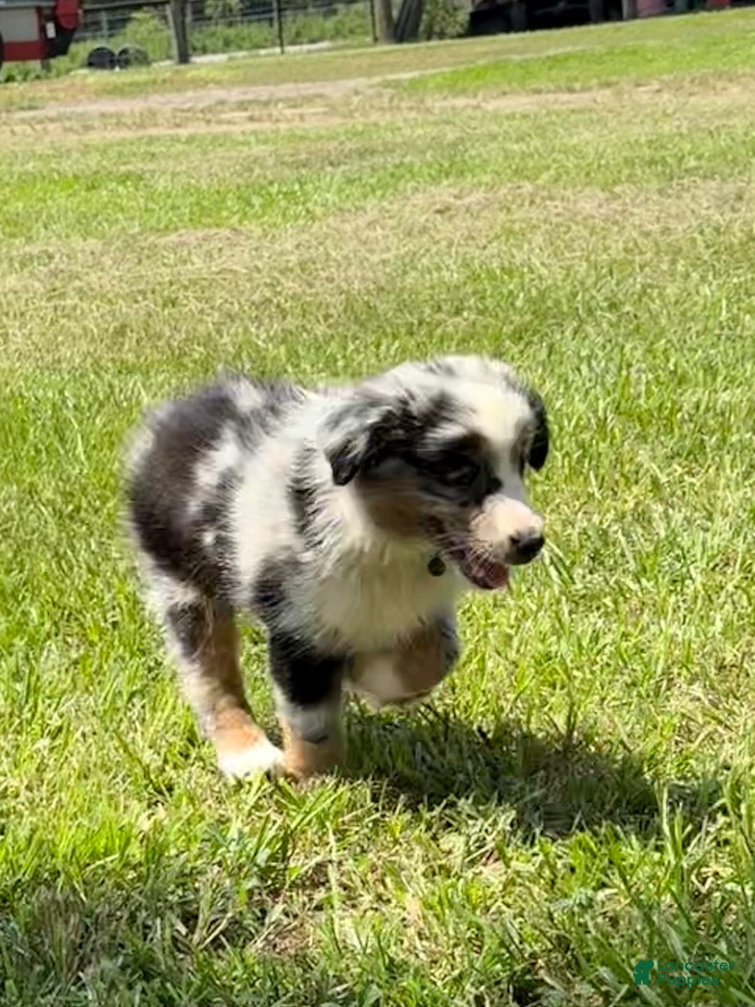 Miniature Australian Shepherd dogs for sale: F-green - Image 1