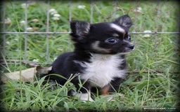 Chihuahua dogs for sale: Long hair Orio - Image 1
