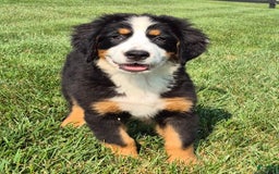 Bernese Mountain Dog dogs for sale: Ivy - Image 2