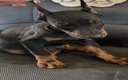 Doberman Pinscher dogs for sale: ATLAS - Image 3