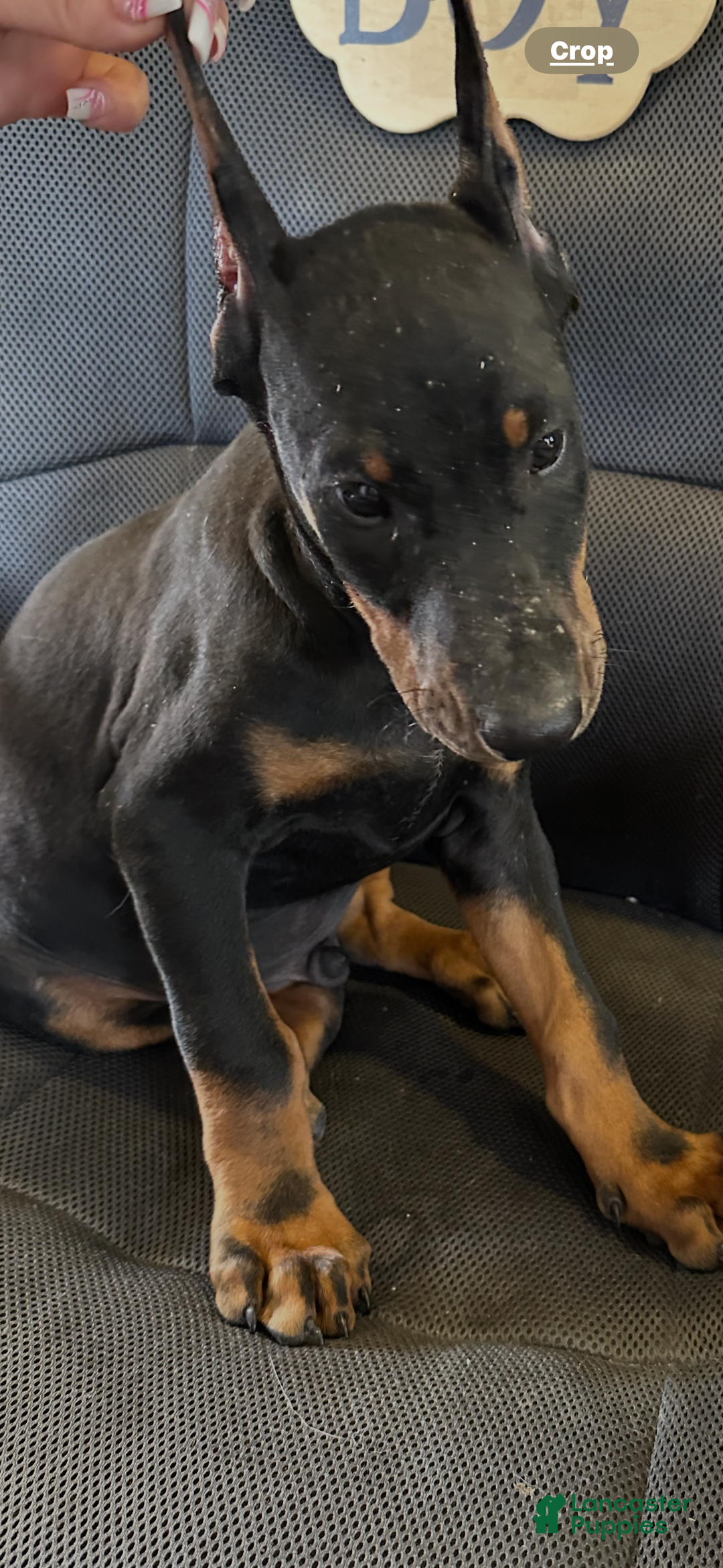 Doberman Pinscher dogs for sale: ATLAS - Image 3