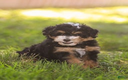 Mini Bernedoodle dogs for sale: Macy - Image 9