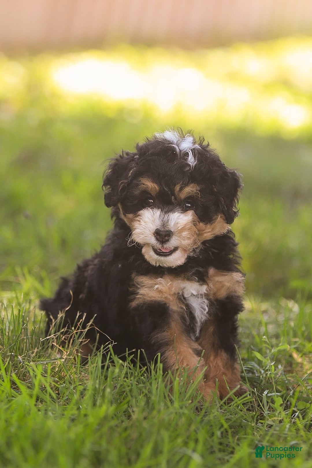 Mini Bernedoodle dogs for sale: Macy - Image 9